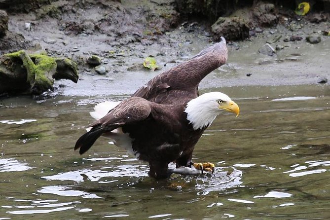 Ketchikan All In One - Herring Cove: birds, seals, bears, and the art of patience