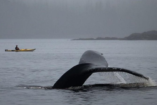 Ketchikan Kayak Eco-Tour - Why Clover Pass feels like a living classroom