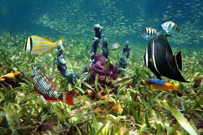 Key Largo Two Reef Snorkel Tour - All Snorkel Equipment Included! - Key Largo Two Reef Snorkel Tour: the good stuff you should know