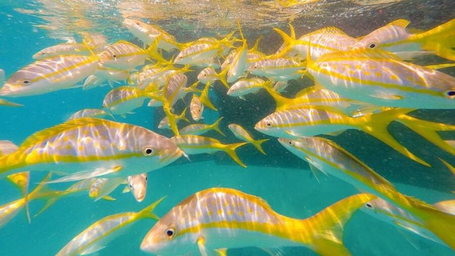 Key West: Afternoon Reef Snorkel Tour with Open Bar - Snorkel instruction you can use right away