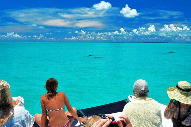 Key West Dolphin Watch and Snorkel Tour - Eco Adventure - Who Should Book This Tour (And Who Might Want a Different Style)