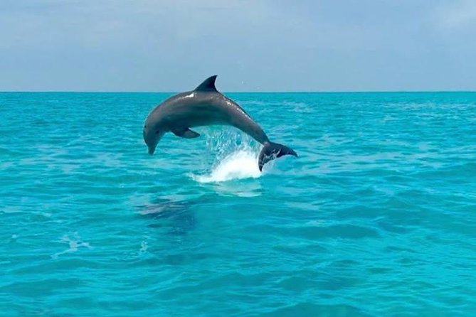 Key West Dolphin Watch and Snorkel Tour - Eco Adventure - Safety and Real-World Rules You Should Know Before You Go