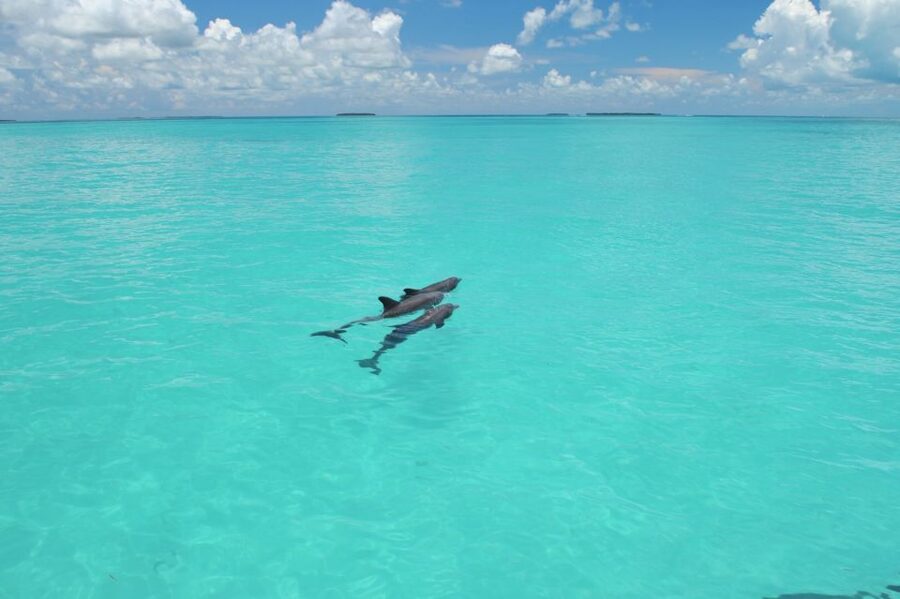 Key West: Dolphin Watching and Snorkeling Eco Cruise Tour - Dolphin Watching on the Gulf of Mexico, What to Expect and How to Read the Water