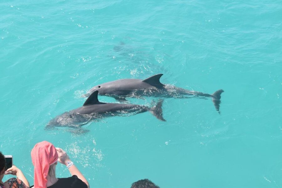Key West: Dolphin Watching and Snorkeling Sunset Cruise - The ride back: draft beer, panoramic sunset, and staying comfortable