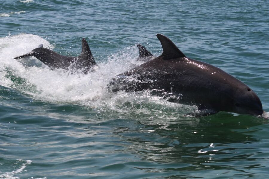 Key West: Dolphin Watching and Snorkeling Sunset Cruise - Who this cruise suits best, and who should skip it
