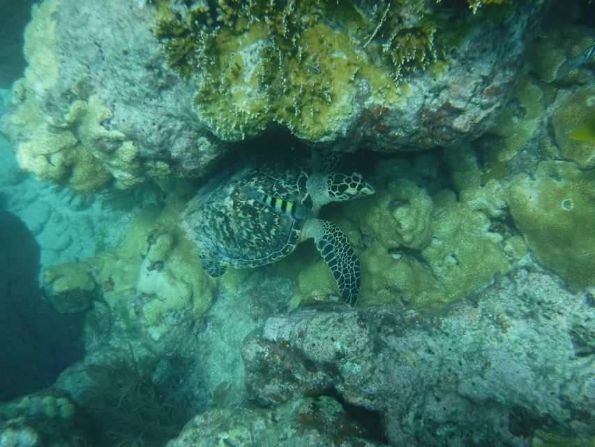 Key West: Dolphin Watching and Snorkeling Sunset Cruise - Tips to improve your odds and make the day smoother