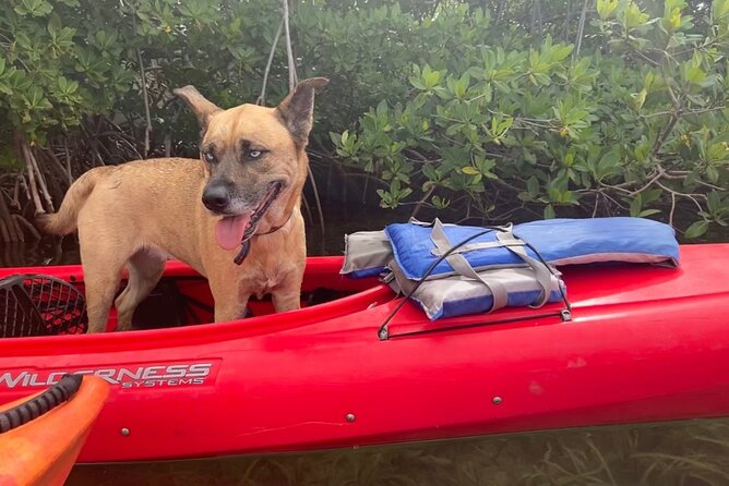 Key West Mangrove Kayak Eco Tour - The Mangrove Route: Wildlife You Can Actually Spot