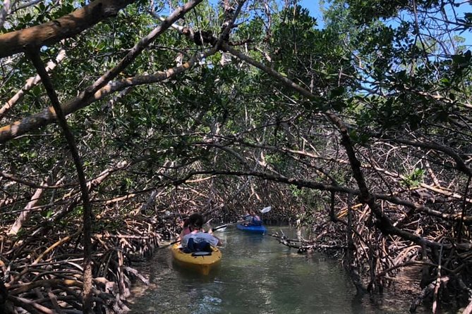 Key West Mangrove Kayak Eco Tour - Dog-Friendly Key West Water Time (Yes, Really)