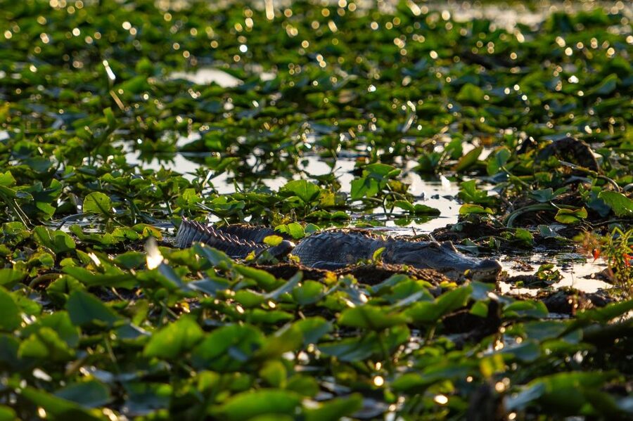 Kissimmee: Boggy Creek Airboat Ride with Optional Meal - On the water: what the captain does during the airboat ride