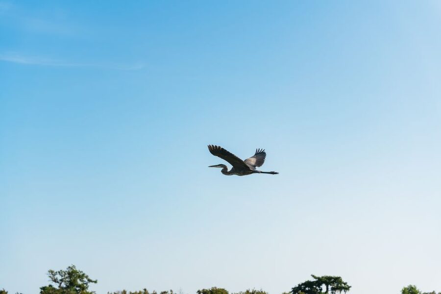 Kissimmee: Everglades Airboat Adventure Tour - What the Captain Actually Adds: Native Americans, Early Settlers, and Eco Reality
