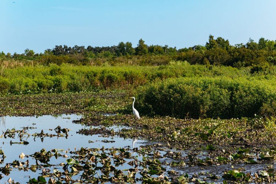 Kissimmee: Everglades Airboat Adventure Tour - Boat Comfort and Safety: Open Views Without the Usual Headaches