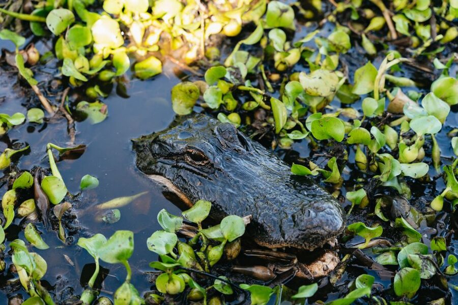 Kissimmee: Everglades Airboat Adventure Tour - Tour Length Choice: One Hour or One-And-a-Half Hours