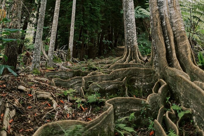 Kona Cloud Forest Sanctuary Montane Jungle Tour (2.5 hrs) - Kona’s Only Cloud Forest, in Small Doses