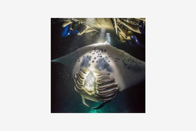 Kona Manta Ray Night Snorkel Adventure! Small Group - Keauhou prep time: the part that makes the snorkeling smoother