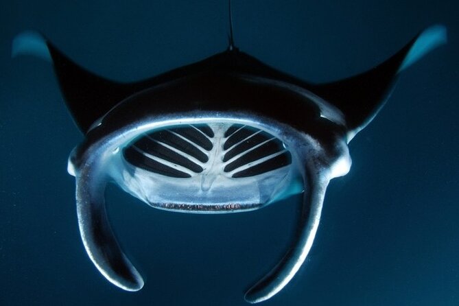 Kona Manta Ray Night Snorkel Adventure! Small Group - Safety and crew focus: what the small group really buys you