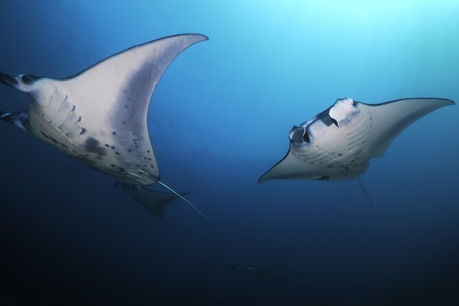 Kona Manta Ray Night Snorkel Adventure! Small Group - The light board system: why the mantas come so close