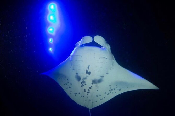 KONA Manta Ray Night Snorkel - FREE re-ride if no Sightings - How This Kona Night Snorkel Really Works