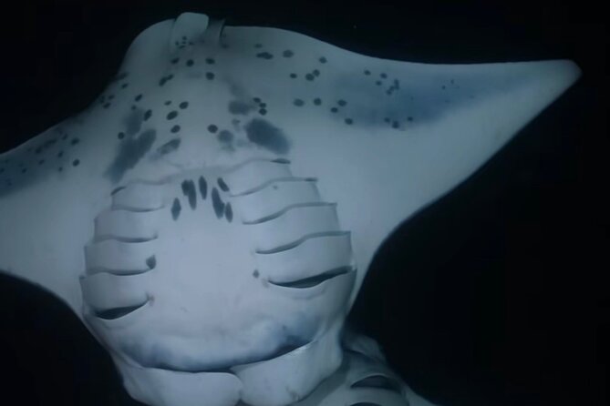 KONA Manta Ray Night Snorkel - FREE re-ride if no Sightings - Price and Value for $49 on the Big Island