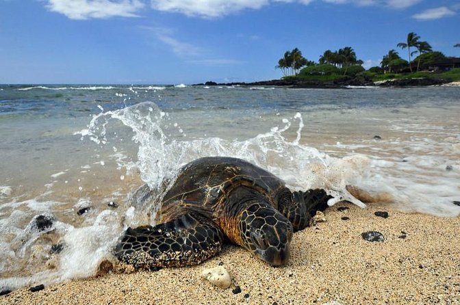 Kona Shore Excursion: Sea Turtles, Historic Kona & Coffee - Key Points to Know Before You Go