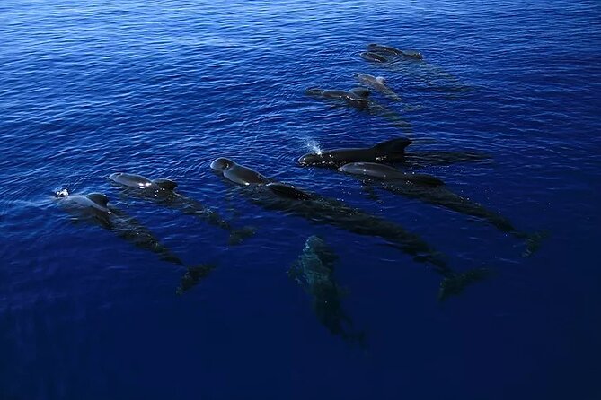 Kona Snorkel Tour: Captain Cook Reef Snorkel, Dolphin & Sea Caves - Stop at the Captain Cook Monument area: what you will actually see