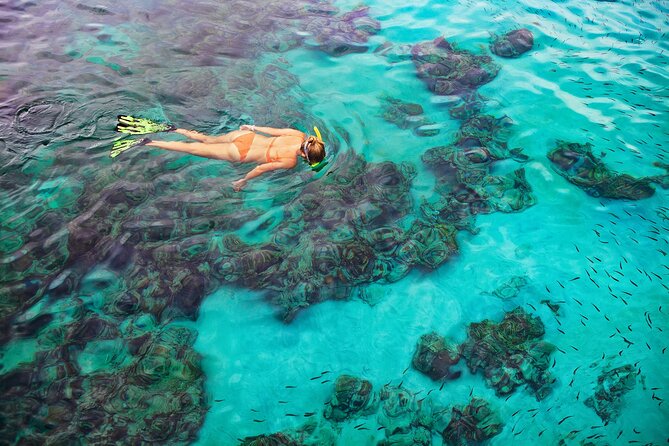 Kona Snorkel Tour: Captain Cook Reef Snorkel, Dolphin & Sea Caves - Snorkeling at Kealakekua Bay: coral, fish, and how to get the most out of it