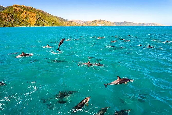 Kona Snorkel Tour: Captain Cook Reef Snorkel, Dolphin & Sea Caves - The Zodiac RIB ride: quick, fun, and sometimes choppy
