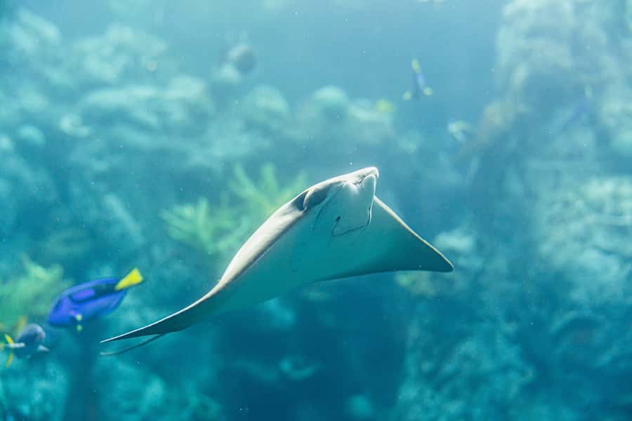 LA: Aquarium of the Pacific Skip-the-Line Entry - Key Highlights You Should Target