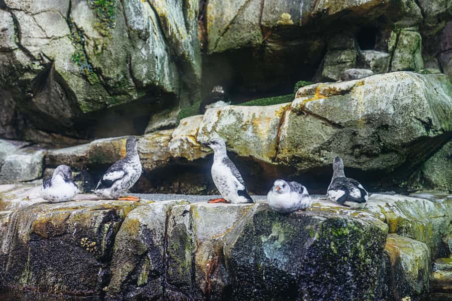 LA: Aquarium of the Pacific Skip-the-Line Entry - Price and Value: Is $44 a Fair Deal for a Full Day?