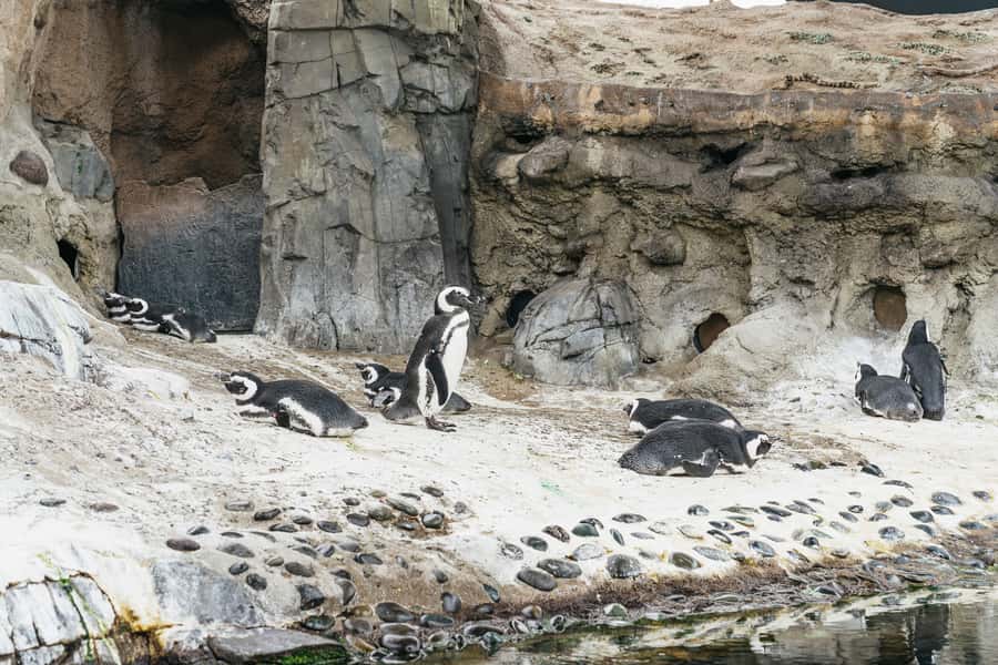 LA: Aquarium of the Pacific Skip-the-Line Entry - June Keyes Penguin Habitat and the Magellanic Penguins Up Close