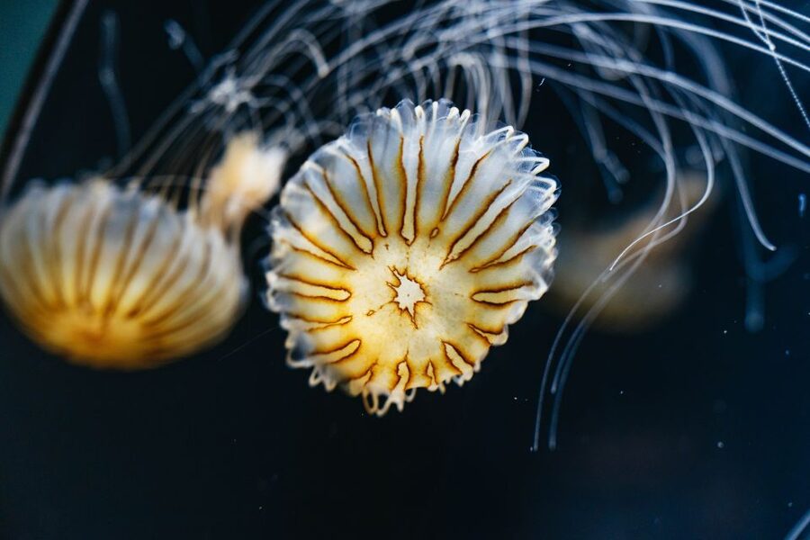 LA: Aquarium of the Pacific Skip-the-Line Entry - Interactive Touch Areas and the Best Family Moves