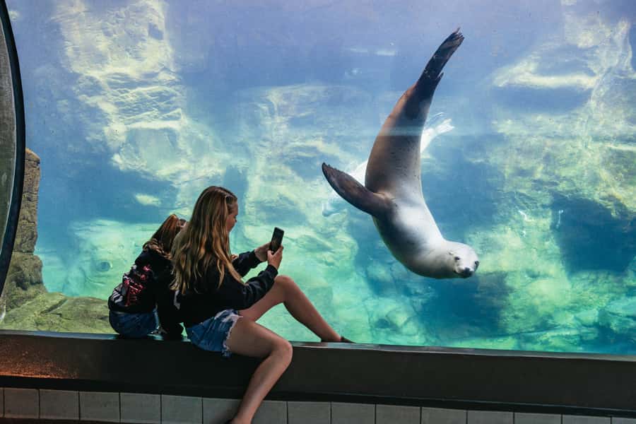 LA: Aquarium of the Pacific Skip-the-Line Entry - Your One-Day Game Plan Through 500 Exhibits