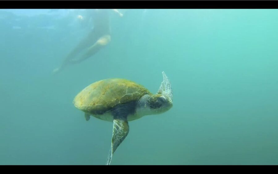 La Jolla: 2-Hour Kayak Tour of the 7 Caves - From rocky reefs to sandy flats to kelp beds