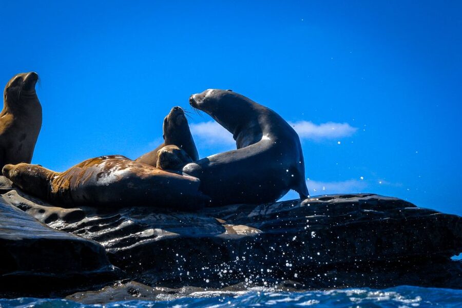La Jolla: 2-Hour Kayak Tour of the 7 Caves - Marine life on your route: sharks, sea lions, and surprises