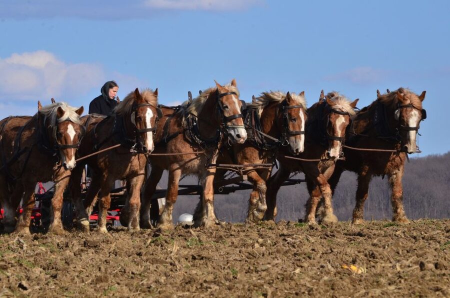 Lancaster County: Amish Farmlands, Museum Tour, Farm Visit - Price and value: what $38 really buys you