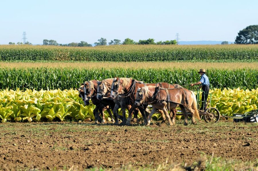 Lancaster County: Amish Farmlands, Museum Tour, Farm Visit - Practical tips that will make the tour smoother