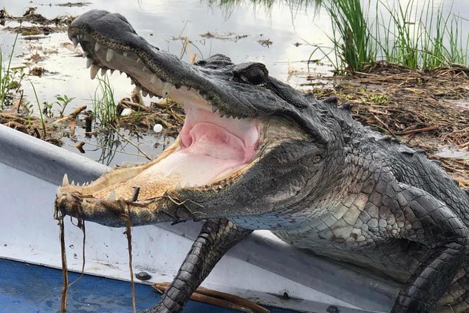 Large Airboat Swamp Tour with Transportation from New Orleans - Morning Pickup and The Mississippi River Drive