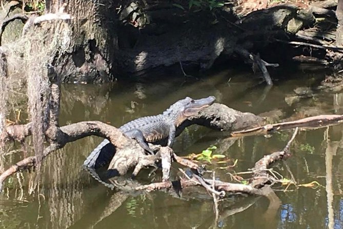 Large Airboat Swamp Tour with Transportation from New Orleans - What It Feels Like On Board: Speed Bursts, Photo Stops, And Swamp Talk