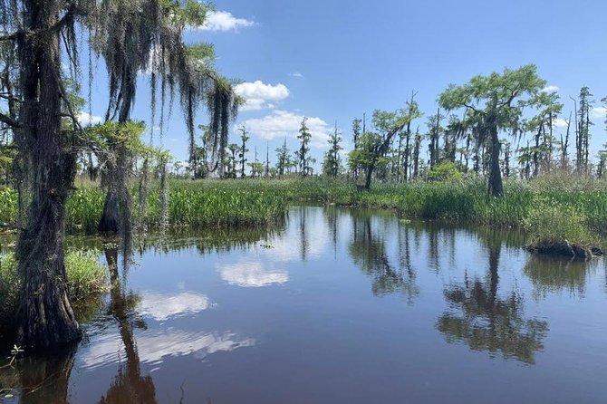 Large Airboat Swamp Tour with Transportation from New Orleans - Wildlife Beyond Gators: Birds, Turtles, And Wetland Life