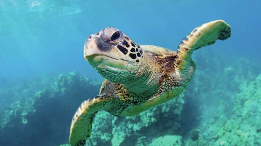 Las Vegas: Shark Reef Aquarium Entry Ticket - Key highlights worth your attention