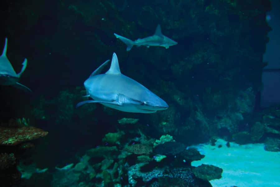 Las Vegas: Shark Reef Aquarium Entry Ticket - Should you book this Shark Reef Aquarium ticket with VR?