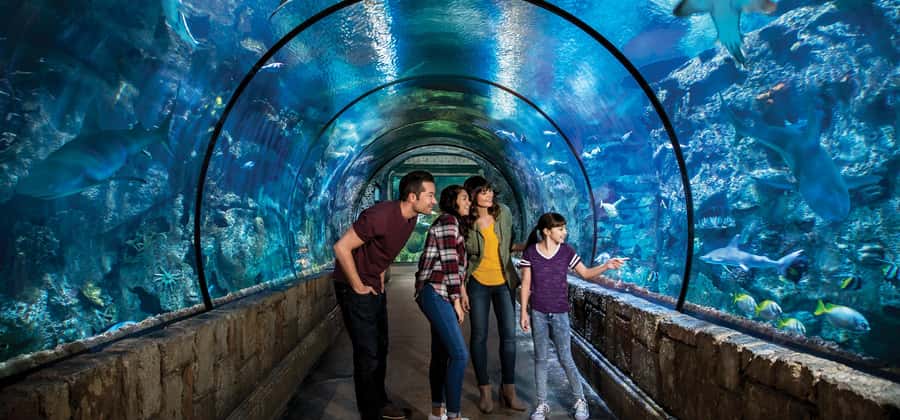Las Vegas: Shark Reef Aquarium Entry Ticket - Mandalay Bay arrival: plan around the last entry and the walk
