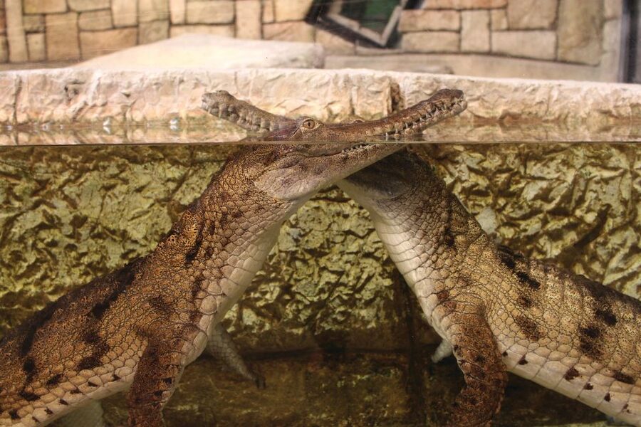Las Vegas: Shark Reef Aquarium Entry Ticket - Touch pool time: stingrays, horseshoe crabs, and a hands-on moment