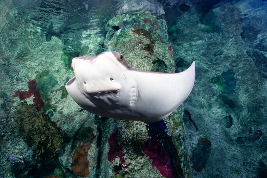 Las Vegas: Shark Reef Aquarium Entry Ticket - Undersea Explorer VR: fun tech, but it is not a marathon