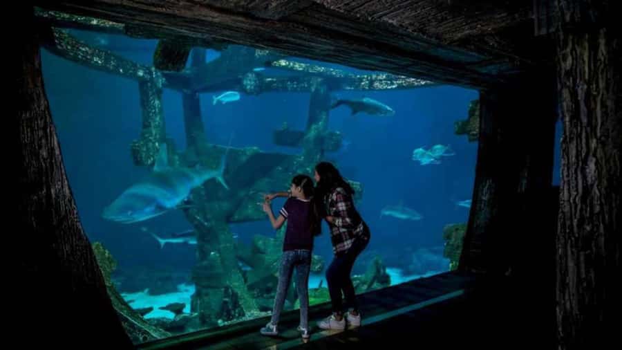 Las Vegas: Shark Reef Aquarium Entry Ticket - How long will it take? Budget enough time, even if you finish fast
