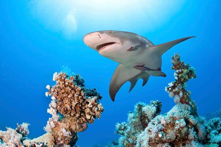 Las Vegas: Shark Reef Aquarium Entry Ticket - Price and value: $29 can feel fair, or it can feel tight