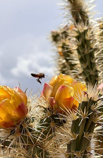 Las Vegas: Small Group Grand Canyon Skywalk, Hoover Dam Tour - Joshua Tree forest stop: a quick desert reset