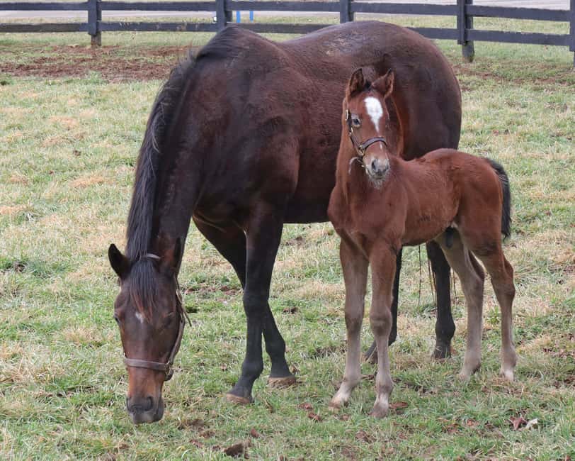 Lexington: Thoroughbred Horse Farm Tour and Scenic Bluegrass - The narration: what you’re learning besides horse trivia