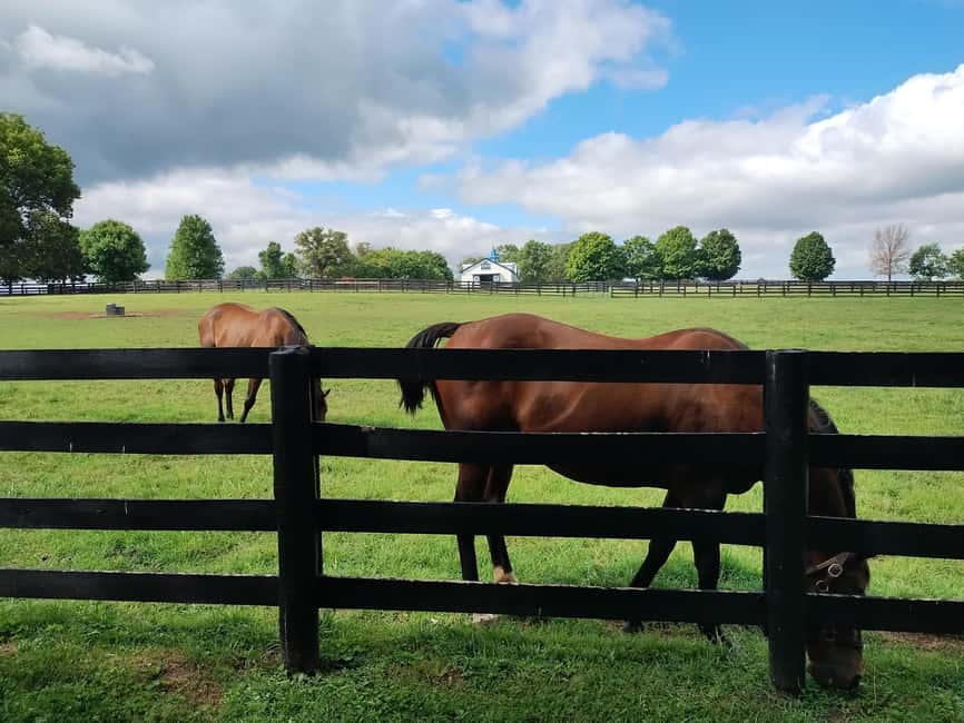 Lexington: Thoroughbred Horse Farm Tour and Scenic Bluegrass - Timing tricks: morning vs afternoon, and what to pack