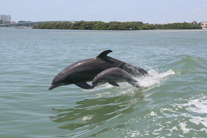 Little Toot Dolphin Adventure at Clearwater Beach - Key highlights at a glance