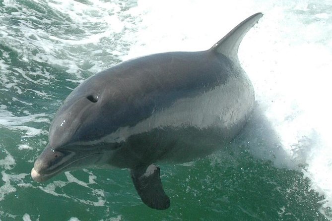 Little Toot Dolphin Adventure at Clearwater Beach - Price and value: Is $37 really a good deal?